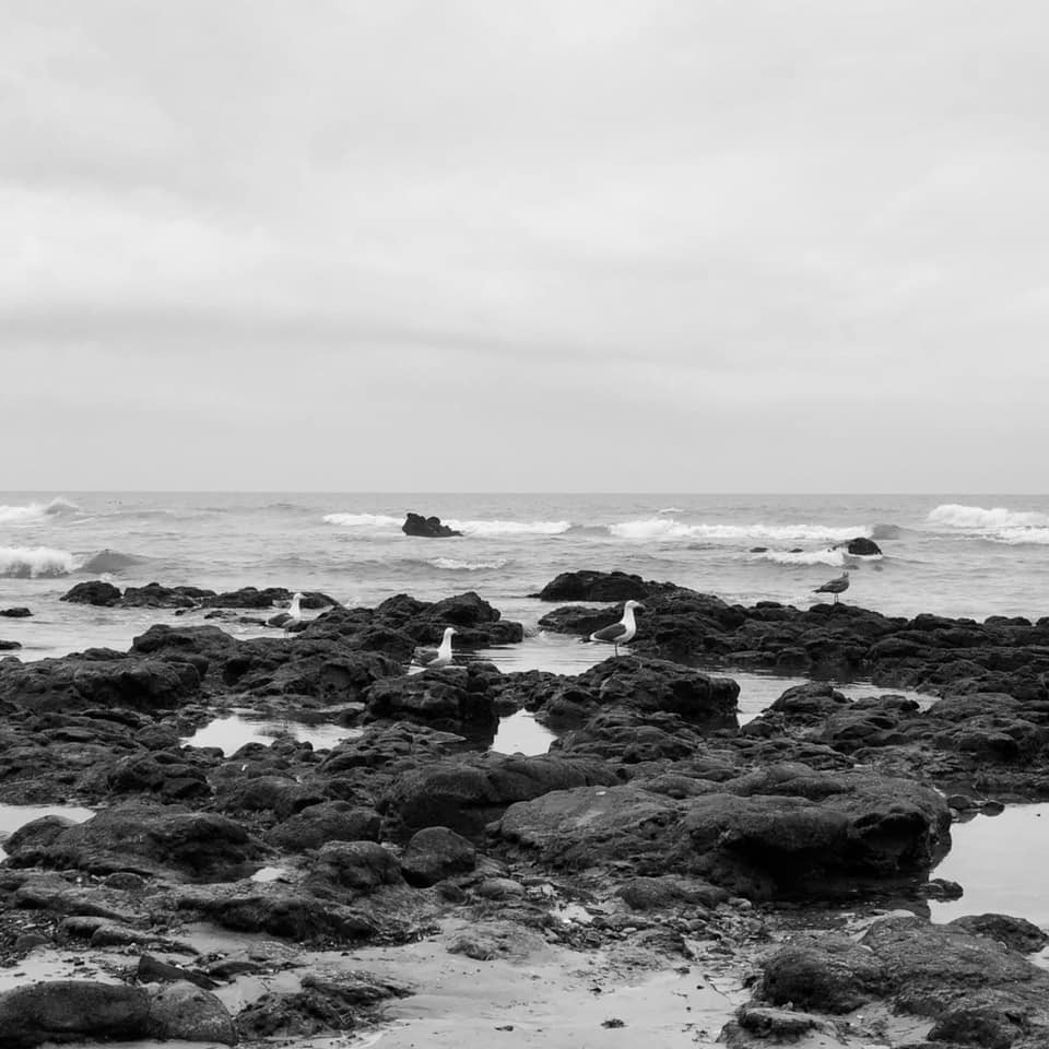Sultan Gaviotas